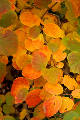 fothergilla