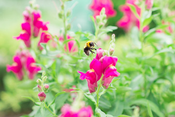Bumblebee flies over pink flowers