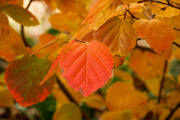 fothergilla leaves