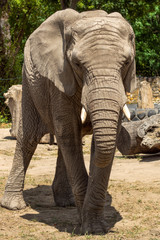 słoń afrykański - obrazy, fototapety, plakaty