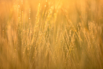 Wheat spikes, mustache, sprouts, macrophotography, abstract background