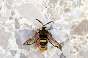 Hornissen-Glasflügler