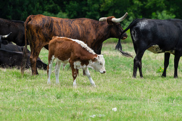 Brown and white calf standing near cattle herd