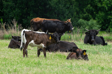 Brown calf with white accents standing among cattle