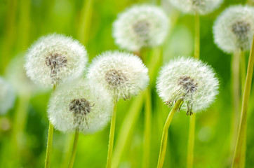 Fluffy dandelions in green grass summer