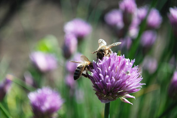 bee on a flower