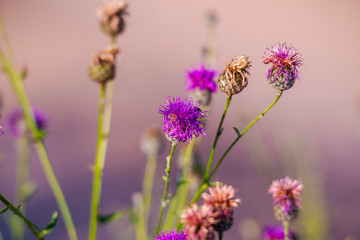 Wild flowers on the field