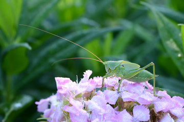 Grashüpfer 9 © K.-U. Häßler