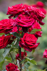 Red Roses
