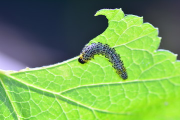 Caterpillar - Sawfly- - Broadfooted birch leaf wasp  on green leaf