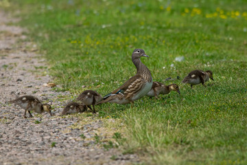 Female mandarin duck (aix galericulata) and family of ducklings