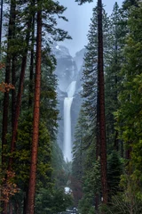 Fototapete Towering Pines and Lower Yosemite Falls In Winter © kellyvandellen