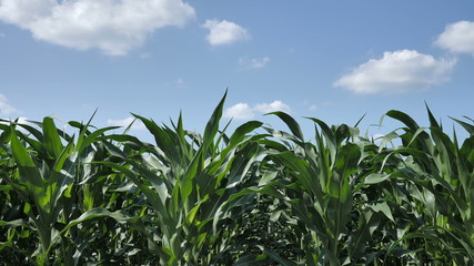 Fields of green unripe corn plants before being treated with herbicides and fertilizers to obtain a large crop against the sky.