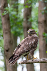 Common buzzard with prey