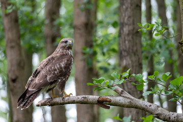 Common buzzard with prey