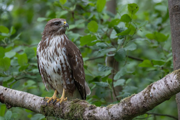Common buzzard with prey