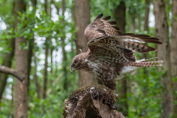 Common buzzard with prey