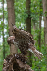 Common buzzard with prey