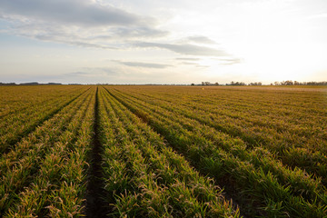 Reisfeld im burgenländischem seewimnkel bei bewölktem himmel