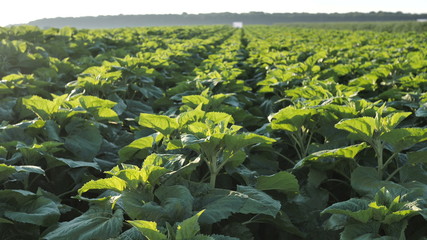 Natural fields of young Sunflower at the initial stage of growth ready for Fertilization and...