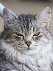 Beauty domestic cat of livestock in relax, siberian purebred