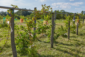 Fototapeta na wymiar Unripe blackberries in the garden