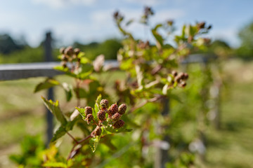Unripe blackberries in the garden