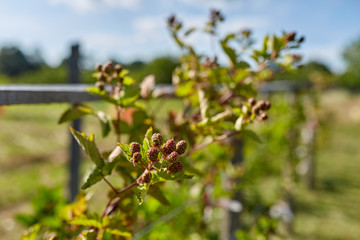 Unripe blackberries in the garden