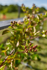 Unripe blackberries in the garden