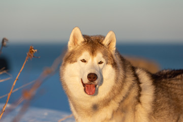 Beautiful, happy and free siberian Husky dog sitting on the hill in the withered grass at sunset on sea background