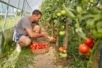 Farmer picking tomatoes