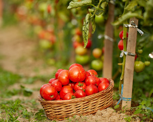 Ripening tomatoes in the greenhouse