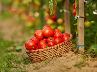 Ripening tomatoes in the greenhouse