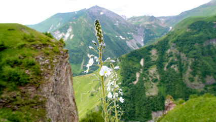  magnificent nature of Georgia