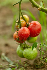 Ripening tomatoes in the greenhouse