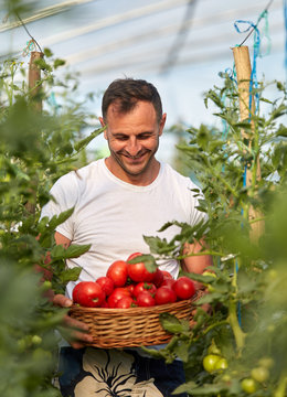 Farmer picking tomatoes