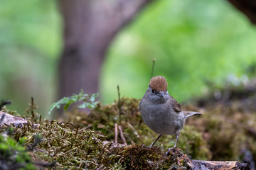 Black cap female