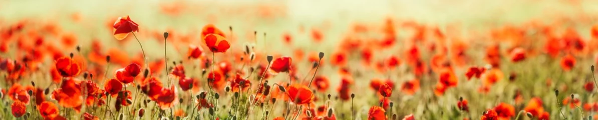 Fotobehang Panorama van Red Poppy Field, selectieve focus © AVTG