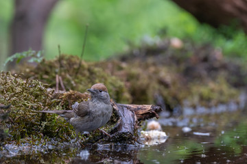 Black cap female