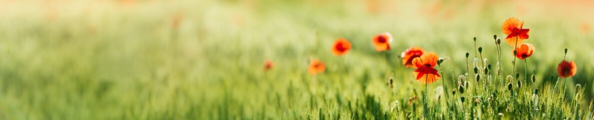 Panoramic Background of Green Barley Field with Red Poppies, selective focus