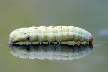 Raupe der Hausmutter