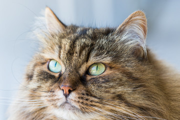 Beauty domestic cat of livestock in relax, siberian purebred