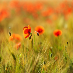 Red Poppies in Field of Barley in the warm light of the rising sun, selective focus