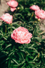 Beautiful pale pink peony flowers close up growing in the garden. Faded colors.