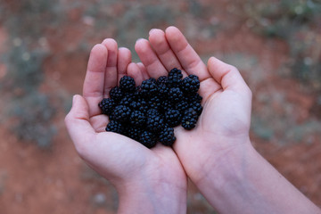 Feminine hands holding blackberries closeup