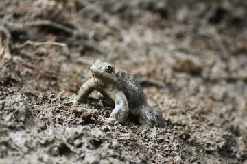 frog