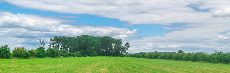 Typical Dutch meadow in polder
