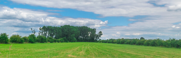 Typical Dutch meadow in polder