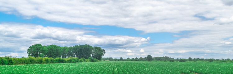 Typical Dutch meadow in polder