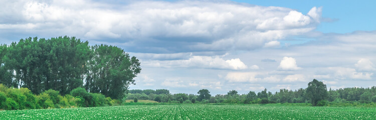 Obraz premium Typical Dutch meadow in polder